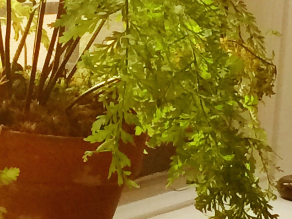 Wordless wednesday : do you see what I&nbsp;see?