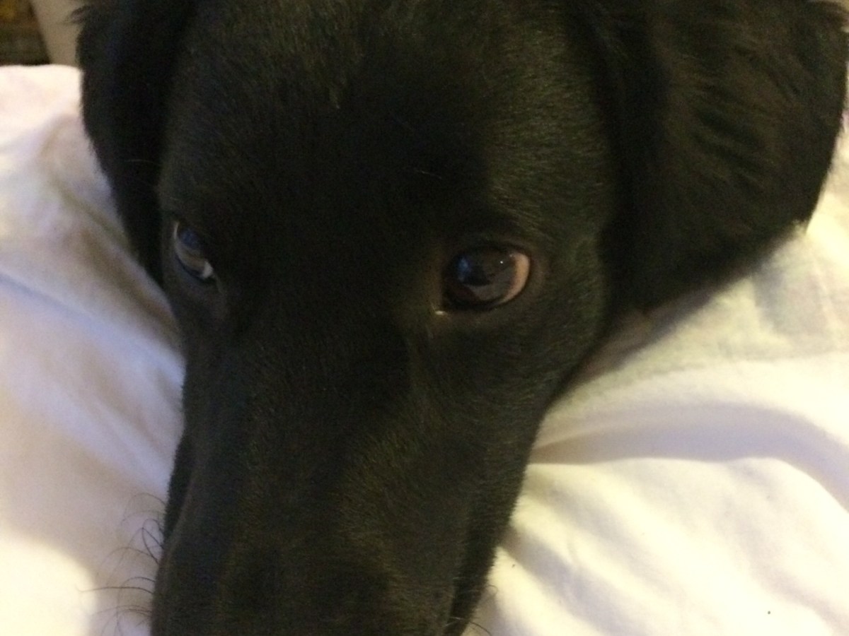 A dog’s day! 