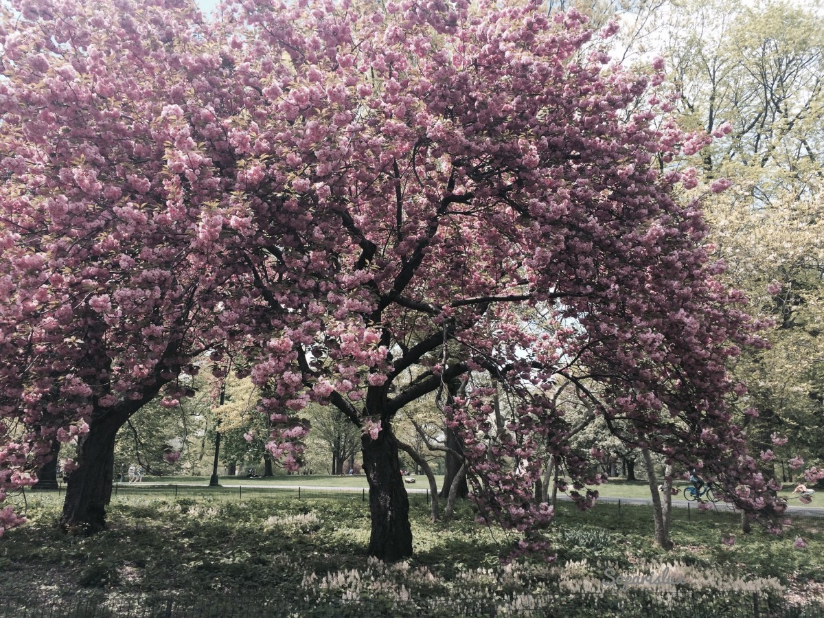Phoneography and the Non-SLR Digital Devices Photo Challenge:&nbsp;Nature