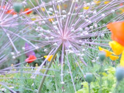 ————————— L.A. Flowers Getty quand tu nous tiens! 