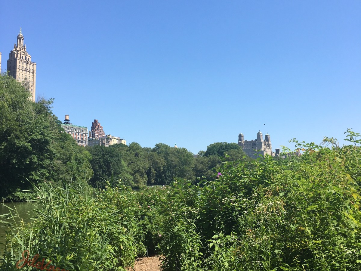 Wordless Saturday ! Stroll around … Central Park ! Thank You M. John Muir and M. Theodore Roosevelt…