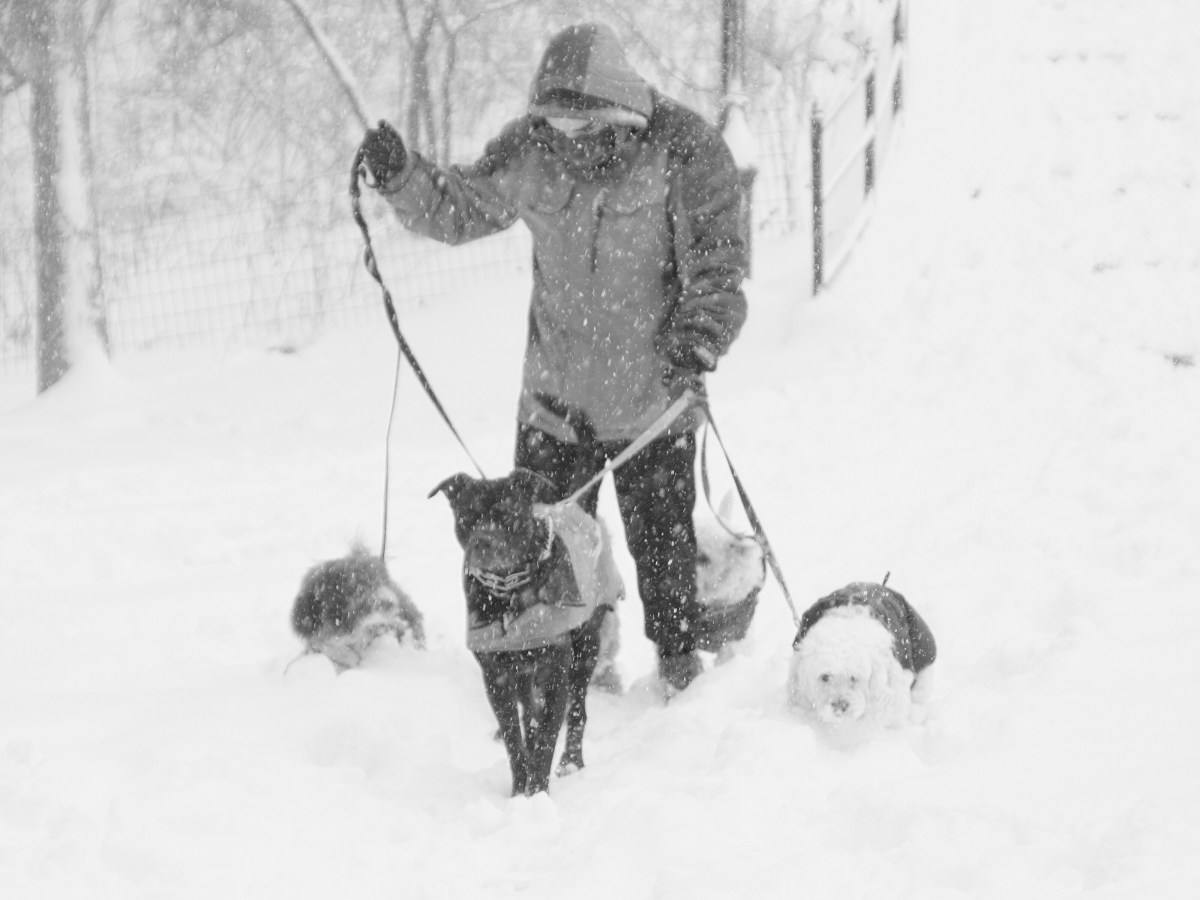 Snow day in&nbsp;NYC